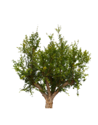 Árboles y Frutales