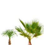 Palmeras