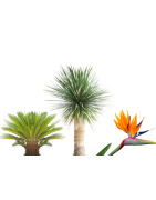Plantas Mediterráneas